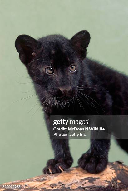 leopard cub in black phase - black leopard stock-fotos und bilder