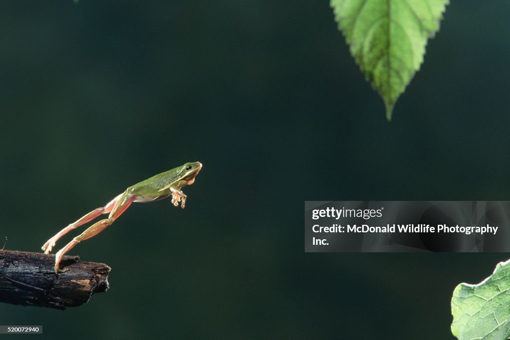Green Treefrog Jumping