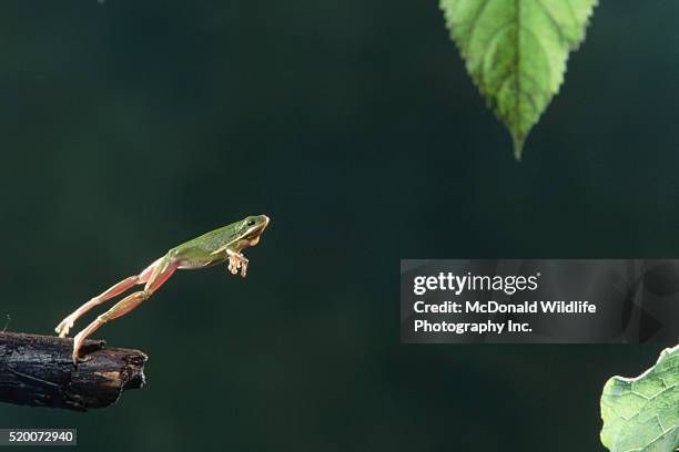 green treefrog jumping - frog jump stock pictures, royalty-free photos & images