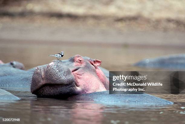 white wagtail on the head of a hippopotamus - hipopótamo imagens e fotografias de stock