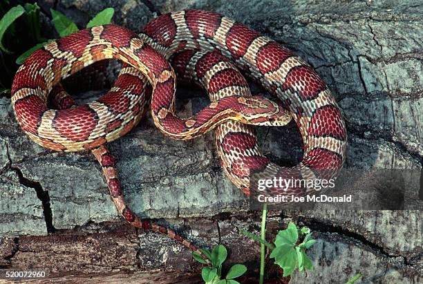 corn snake lying on bark - corn snake stockfoto's en -beelden
