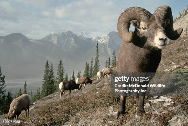 closeup of bighorn ram near herd - american bighorn sheep stock pictures, royalty-free photos & images