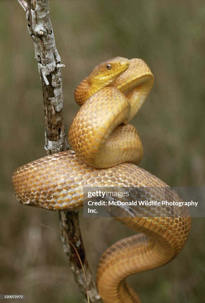 Everglades Rats Everglades Rat Snake High-Res Stock Photo - Getty Images