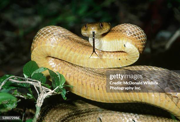 Everglades Rats Everglades Rat Snake Photos and Premium High Res Pictures - Getty Images