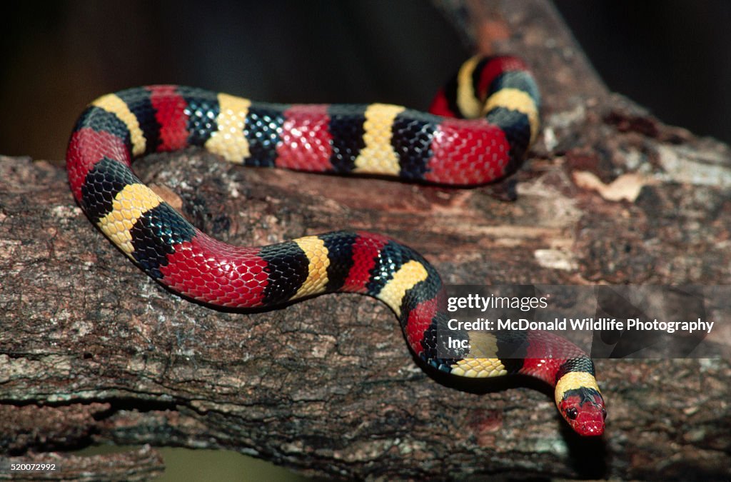 Scarlet King Snake