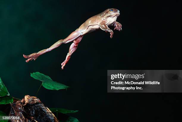 white's treefrog jumping - jumping australia stock pictures, royalty-free photos & images