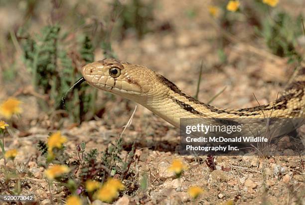 bull snake in the mojave desert - bull snake stock pictures, royalty-free photos & images