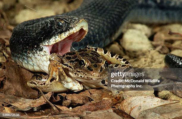 hognose snake eating an american toad - hognose snake fotografías e imágenes de stock