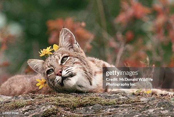 bobcat with yellow wildflowers - lynx stock pictures, royalty-free photos & images