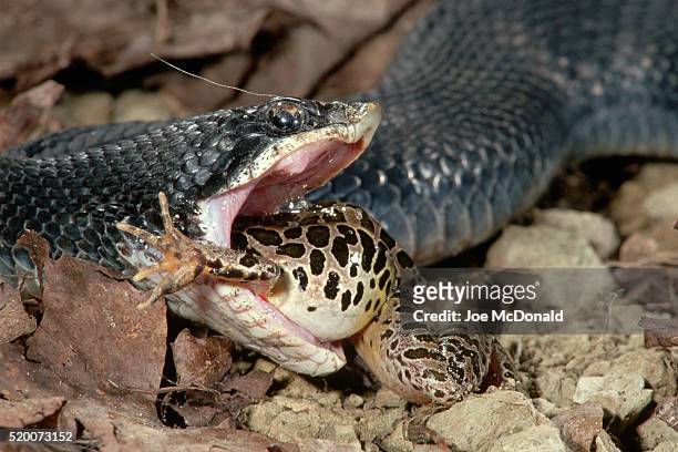 hognose snake eating an american toad - hognose snake stock-fotos und bilder