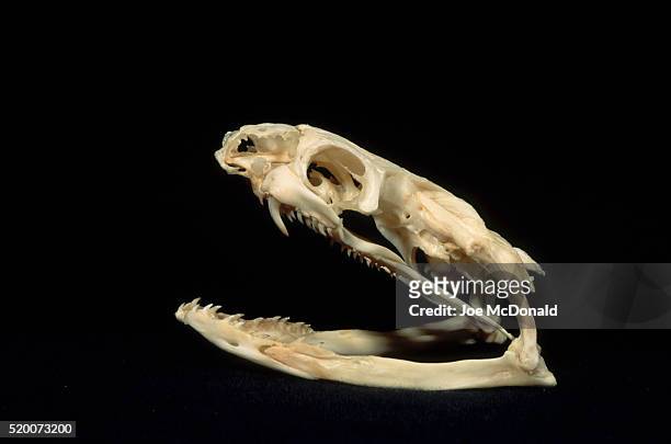 skull of a king cobra - cobra reale foto e immagini stock