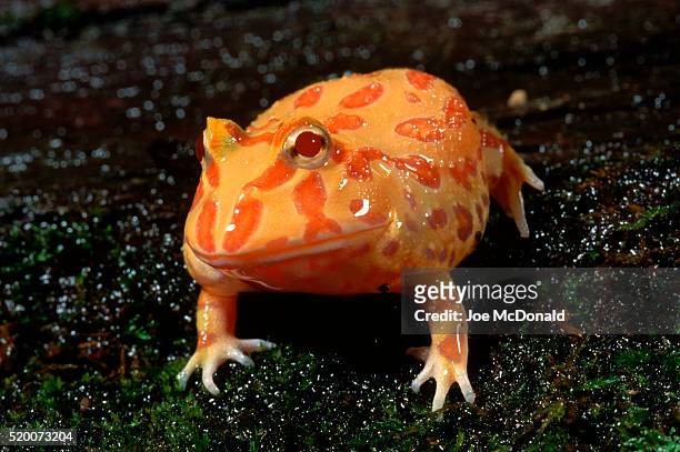 albino argentine horned frog - horned frog stock pictures, royalty-free photos & images