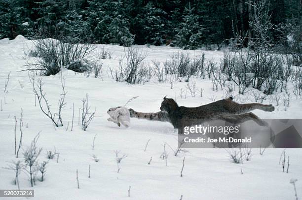 lynx chasing snowshoe hare - canadian lynx stock pictures, royalty-free photos & images