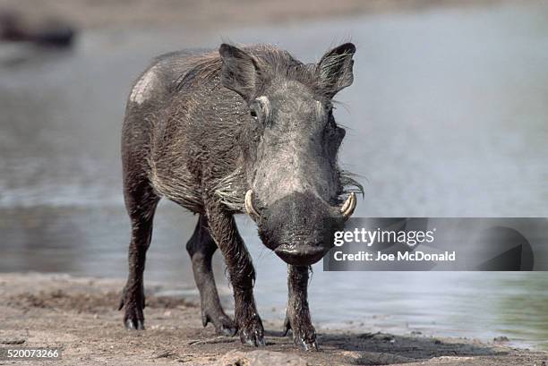 wet warthog at a waterhole - hwange imagens e fotografias de stock