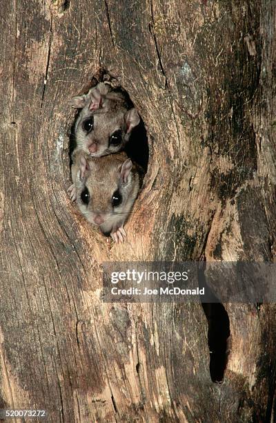 southern flying squirrels in a knothole - flygekorre bildbanksfoton och bilder