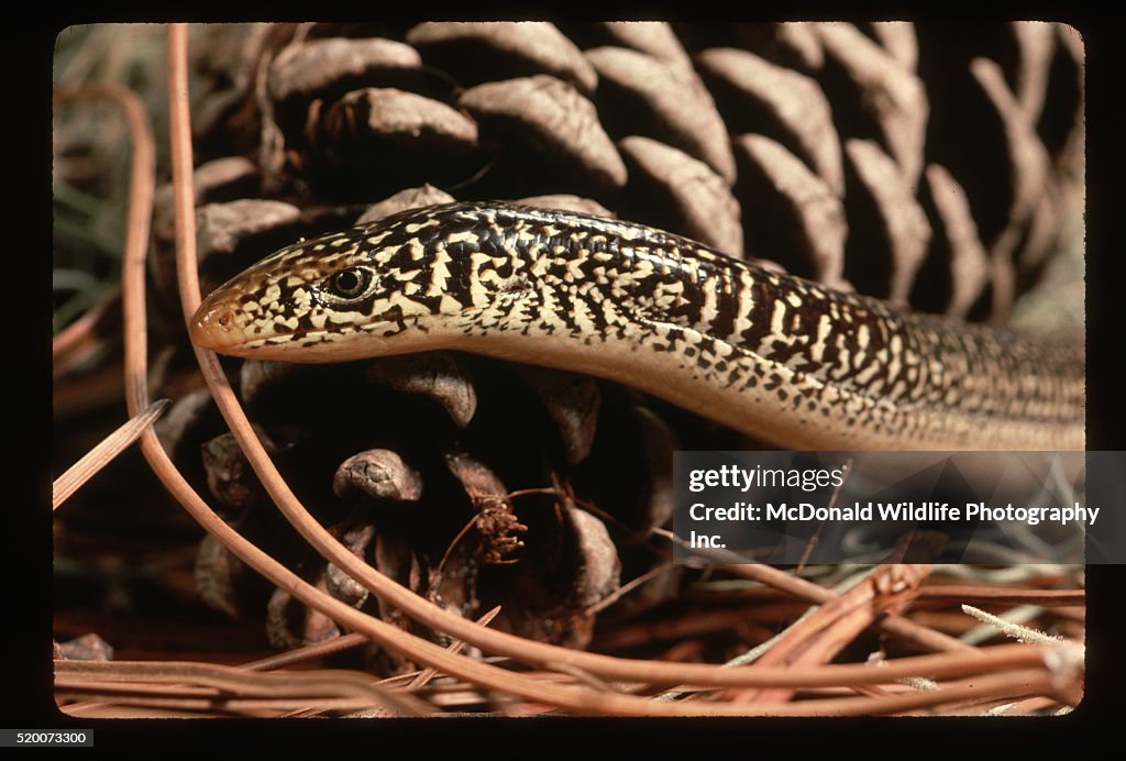 Eastern Glass Lizard