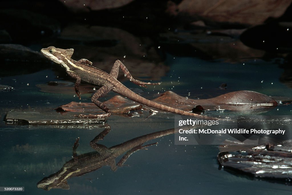Balilik Shell Basilisk On Water at Phyllis Burlingame blog