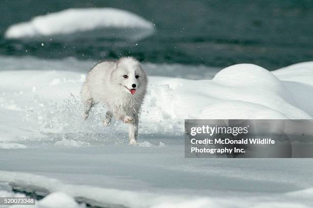 arctic fox runs in snow - arctic fox stock pictures, royalty-free photos & images