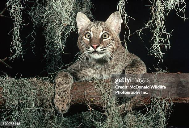 bobcat and spanish moss - airplant bildbanksfoton och bilder