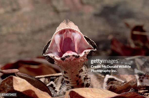 gaboon viper showing its fangs - víbora do gabão imagens e fotografias de stock