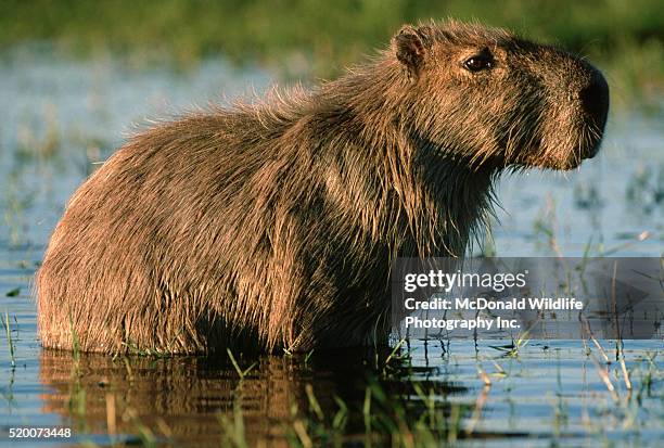 capybara in marsh - capybara stock pictures, royalty-free photos & images