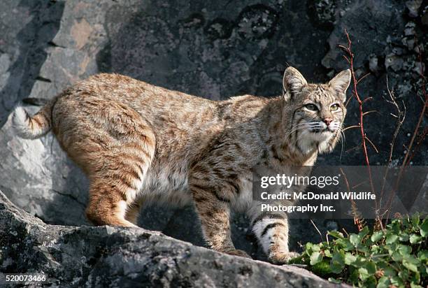 bobcat by rock wall - bobcat stock pictures, royalty-free photos & images