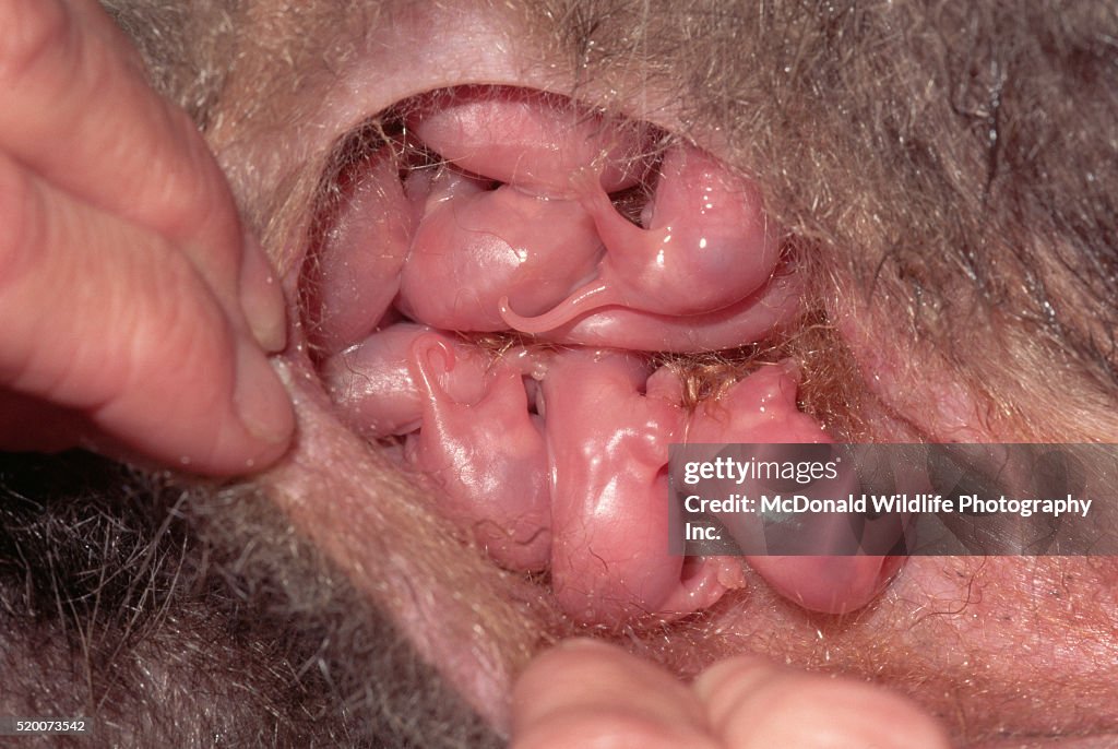 Virginia Opossums Nurse in Pouch