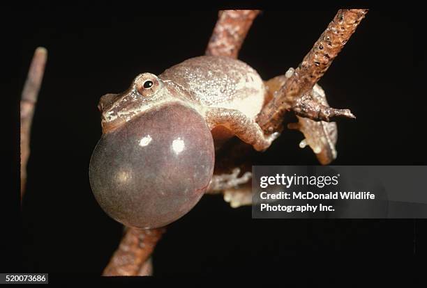 Spring Tree Frog 43 Spring Peeper Frog Stock Photos, High-Res Pictures, and Images ...