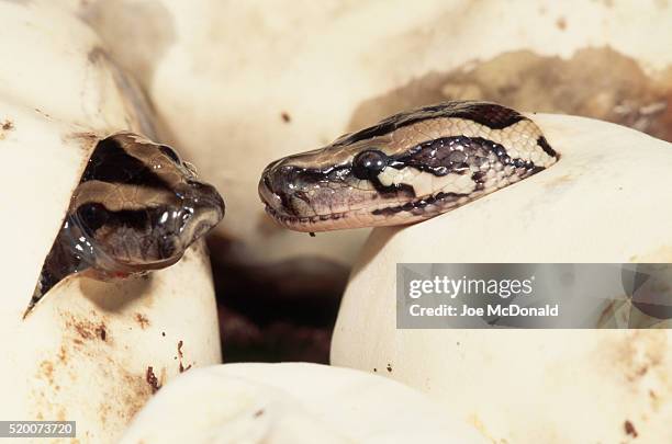 burmese pythons hatching from eggs - python molurus bivittatus stock pictures, royalty-free photos & images