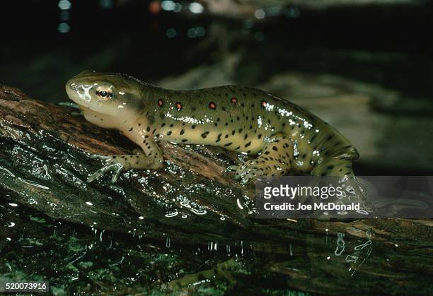 red-spotted newt - salamandra fotografías e imágenes de stock