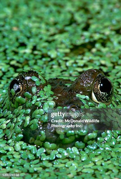 bullfrog hiding in duckweed - wasserlinse stock-fotos und bilder