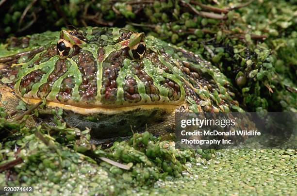 argentine horned frog camouflaged in duckweed - horned frog stock pictures, royalty-free photos & images