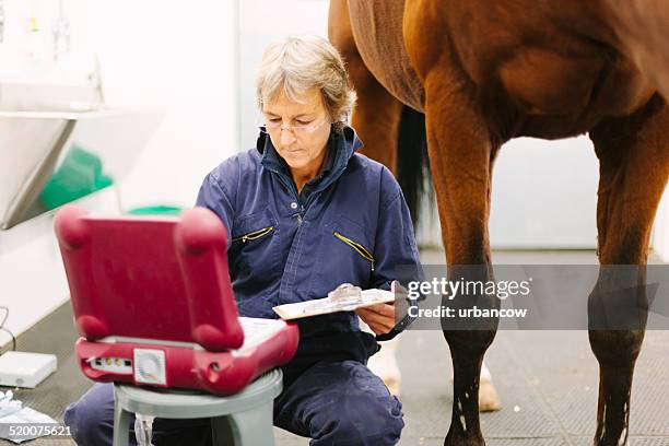 fetlock ultraschall-untersuchung - pferdeartige stock-fotos und bilder