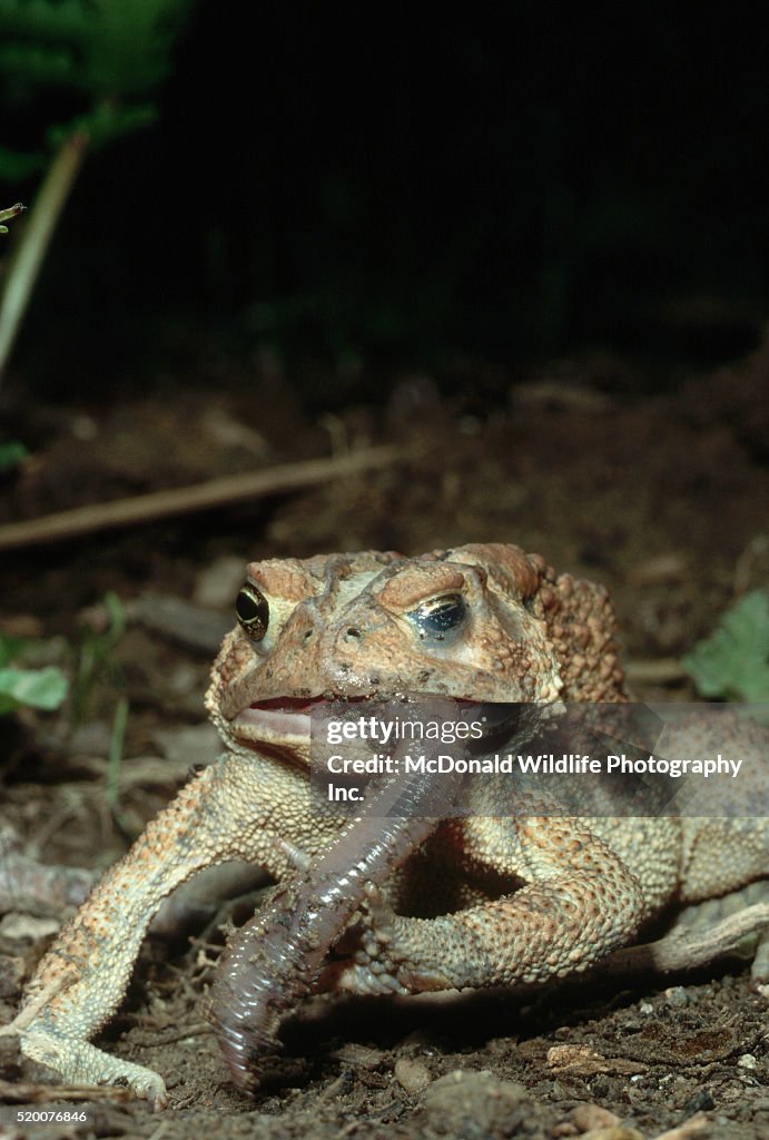 Toad Eating Insect American Toad Eating A Worm High-Res Stock Photo - Getty Images