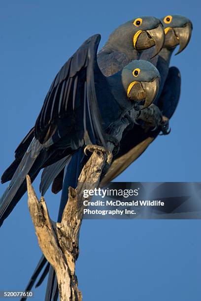 three hyacinth macaws perched on tree - hyacinth macaw stock pictures, royalty-free photos & images