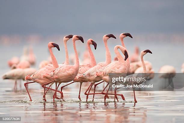 lesser flamingo in courtship ritual - flamingos stock pictures, royalty-free photos & images