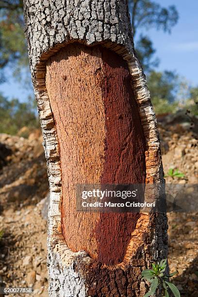 harvest scar on cork tree in morocco - cork tree stock pictures, royalty-free photos & images