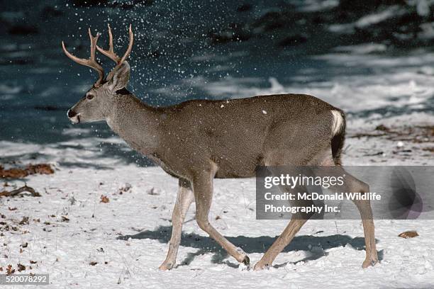 484 Deer Rack Stock Photos, High-Res Pictures, and Images - Getty Images