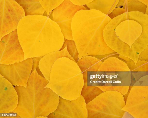 fallen yellow leaves of quaking aspen - aspen tree leaf stock pictures, royalty-free photos & images