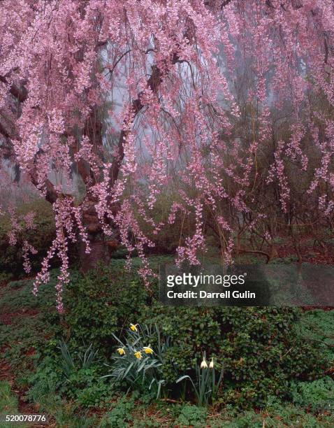 japanese cherry tree - washington park arboretum foto e immagini stock