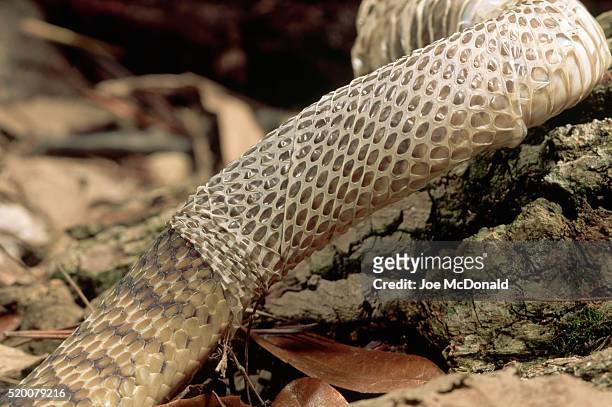 egyptian banded cobra shedding its skin - vervellen stockfoto's en -beelden