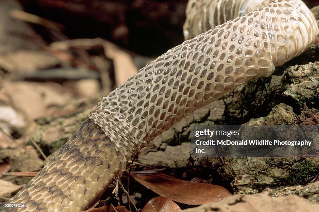 Egyptian Banded Cobra Shedding Its Skin