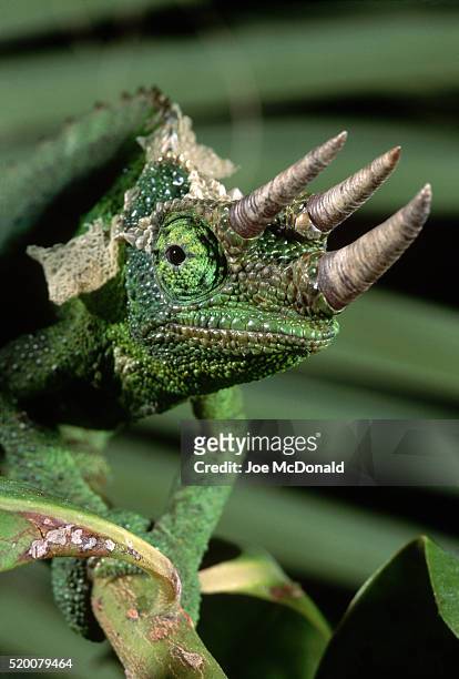head of a jackson's chameleon - east african chameleon stock-fotos und bilder