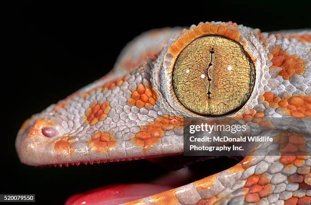 head and eye of a tokay gecko - geckoödla bildbanksfoton och bilder