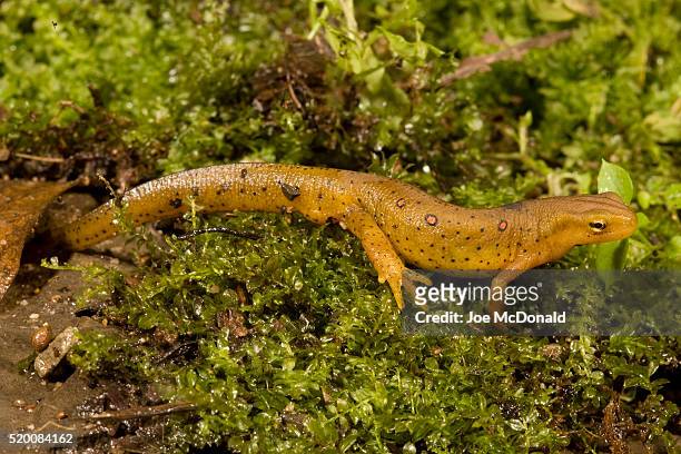 red-spotted newt on moss - newt stock pictures, royalty-free photos & images