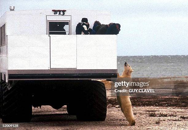 Tourists aboard a special "tundra buggy" view a polar bear 11 October 2002 near the city of Churchill, Manitoba, Canada. The white bears, which...