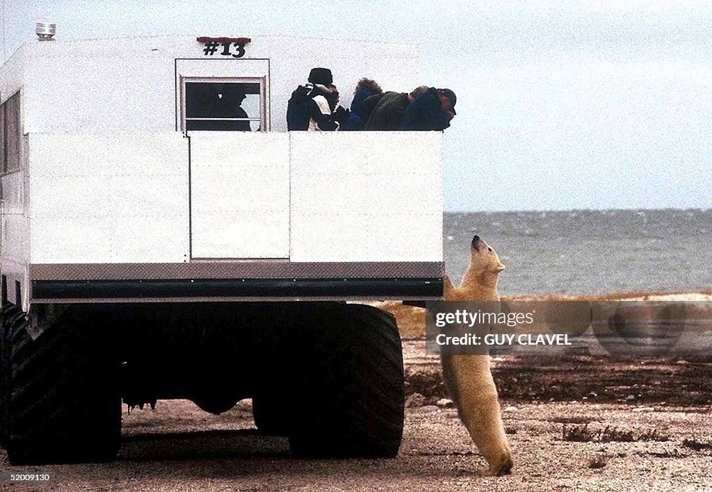 Tourists aboard a special "tundra buggy" view a po