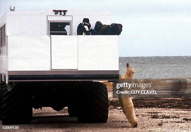 Tourists aboard a special "tundra buggy" view a polar bear 11 October, 2002 near the city of Churchill, Manitoba, Canada. The white bears, which...