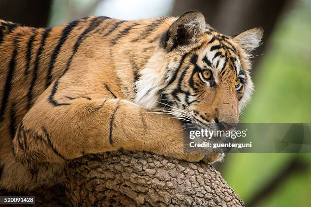 tigre de bengala (panthera tigris tigris) en un árbol; toma de vida silvestre - bengal tiger fotografías e imágenes de stock