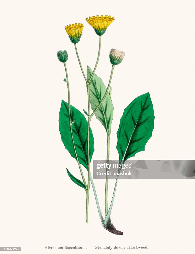 Chicória Pilosela Planta do século XIX ilustração